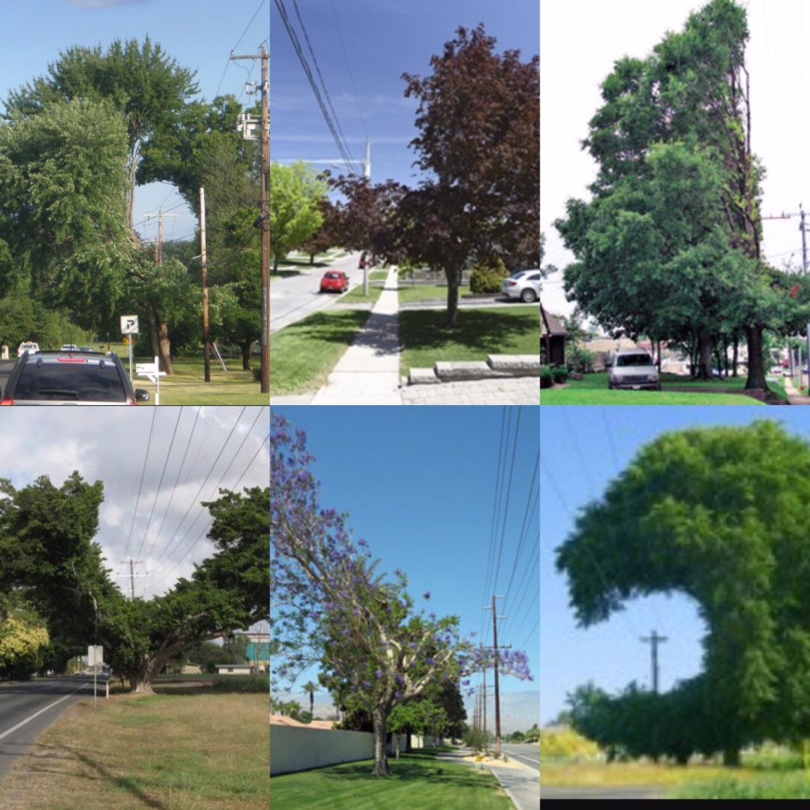 tree collage